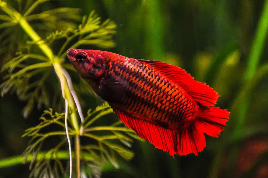 Female betta tropical fish into a planted fresh water aquarium