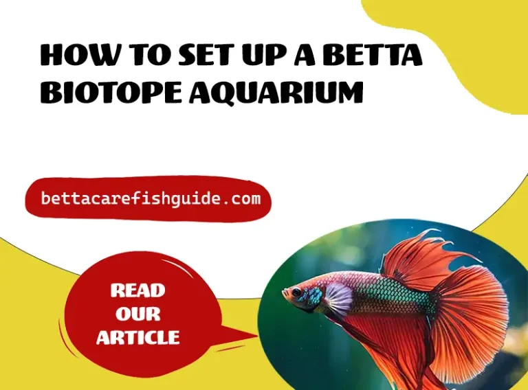 how to set up a betta biotope aquarium