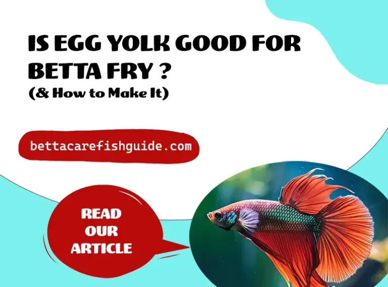 Is Egg Yolk Good For Betta Fry? (And How To Make It)