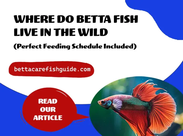 where do betta fish live in the wild