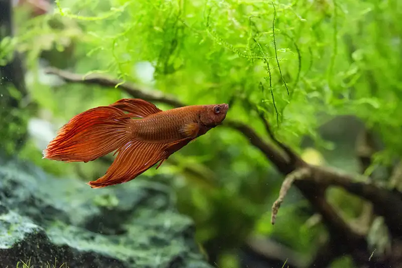 betta in the wild