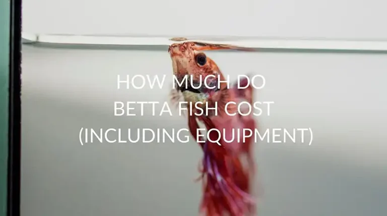 how much do betta fish cost
