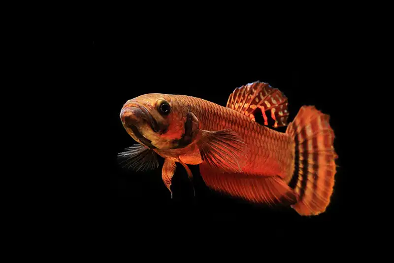 macrostoma betta