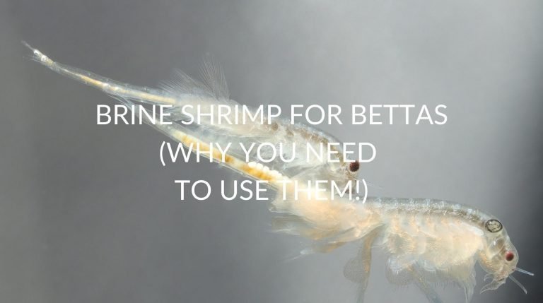 Brine shrimp for betta fish