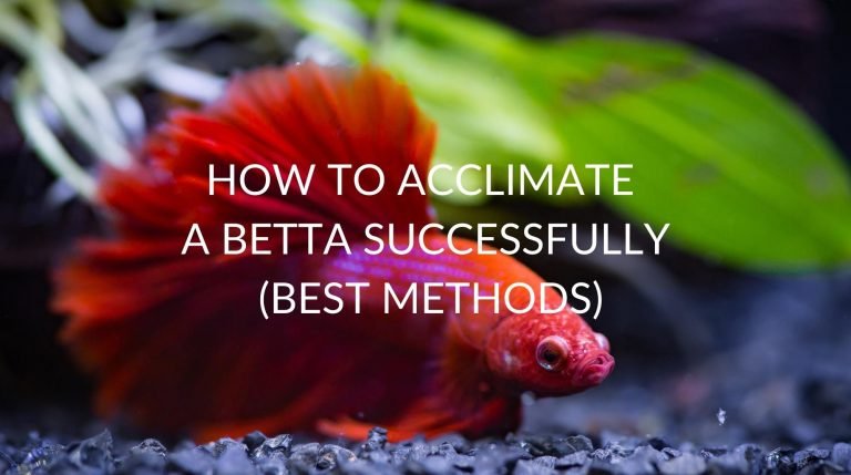 how to acclimate a betta
