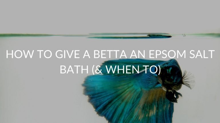 epsom salt bath,bettas