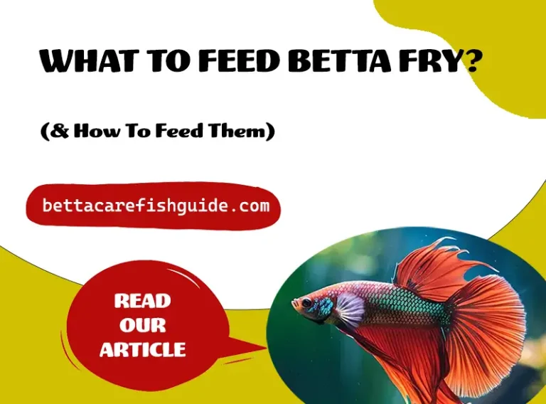What To Feed Betta Fry (& How To Feed Them)