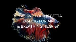 gasping,betta fish
