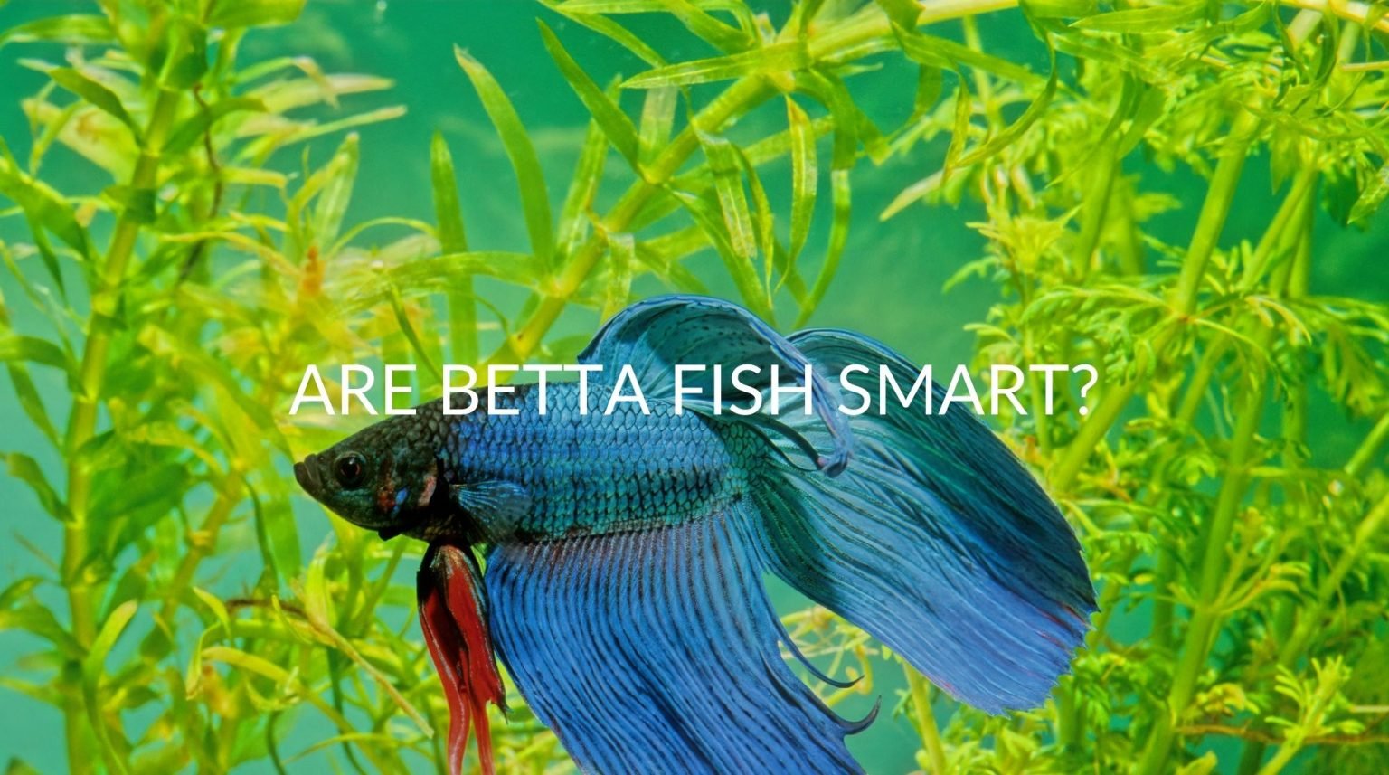 Over Smart Fish Are Betta Fish Smart (& How To Train Them)