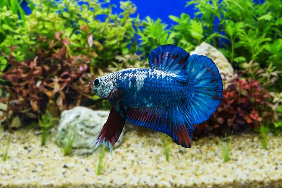 siamese fighting fish with green plants