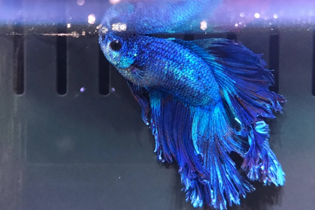 betta fish gulping air at the water surface