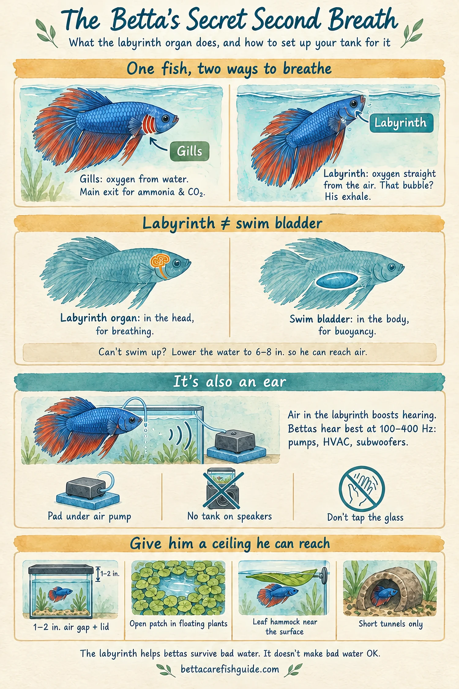 Infographic explaining the betta labyrinth organ: gills and labyrinth as two breathing systems, the labyrinth in the head versus the swim bladder in the body, how air in the labyrinth boosts hearing at 100–400 Hz and why air pumps should sit on a pad outside the tank, and tank setup for surface access: air gap and lid, open patch in floating plants, leaf hammock, short tunnels
