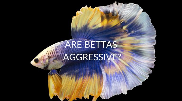 bettas aggressive