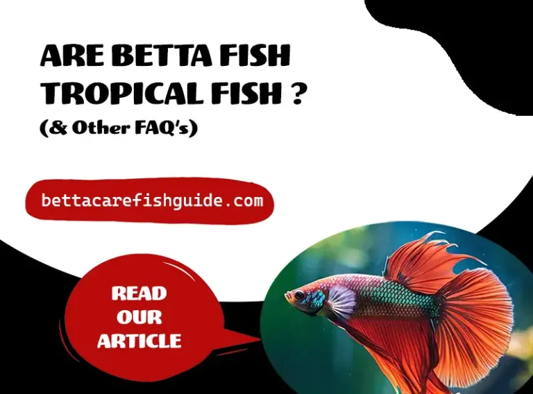 are betta fish tropical fish