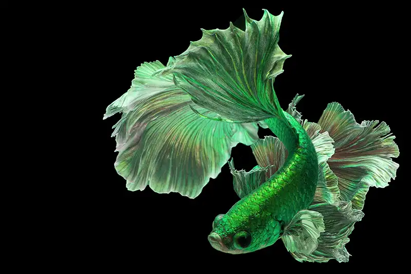 Bright green betta fish "Fancy Halfmoon Betta"