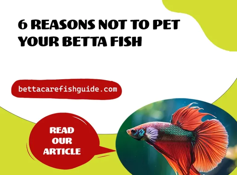 6 reasons not to pet your betta fish