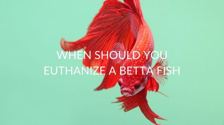 euthanize,betta fish