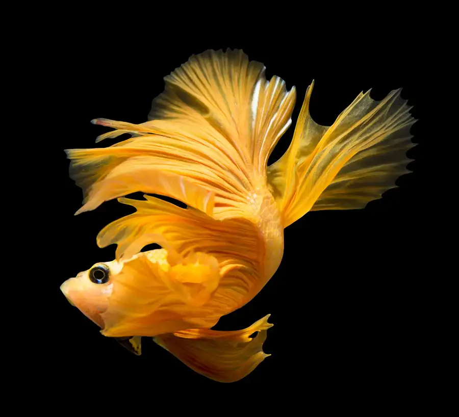 yellow betta on back background