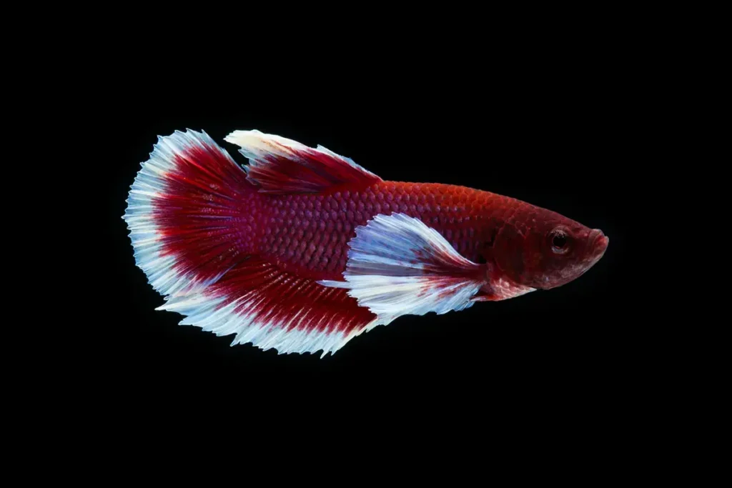 A healthy red and white plakat betta fish with full, flowing fins, pictured against a solid black background.