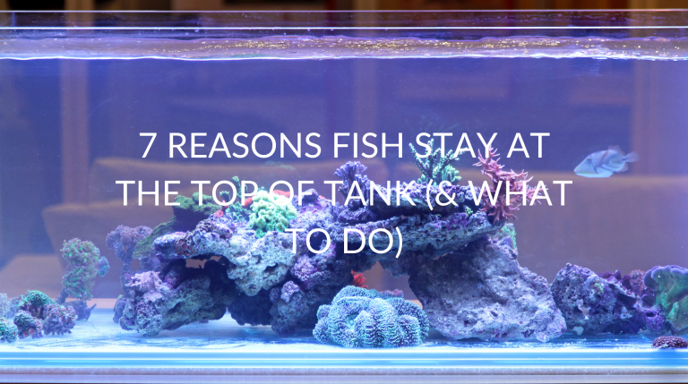 fish,stay,top of the tank