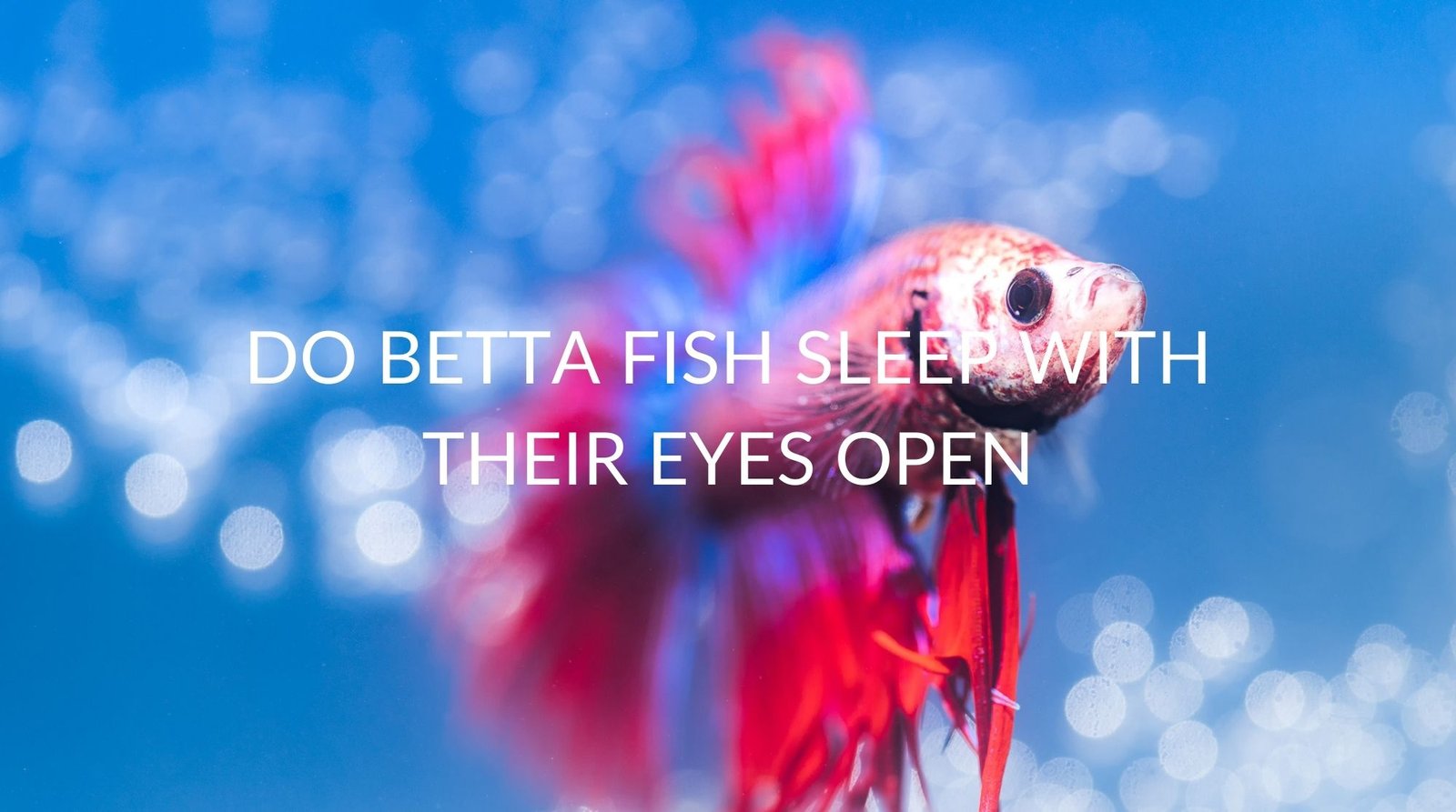 Betta Care Fish Guide Betta Answers For All Your Problems