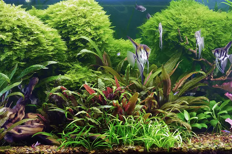 decorative aquarium