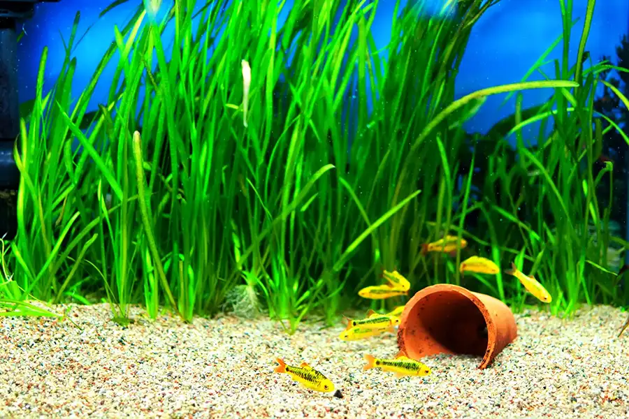 gold barb fish in an aquarium