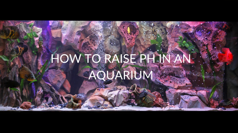 raise pH,Aquarium