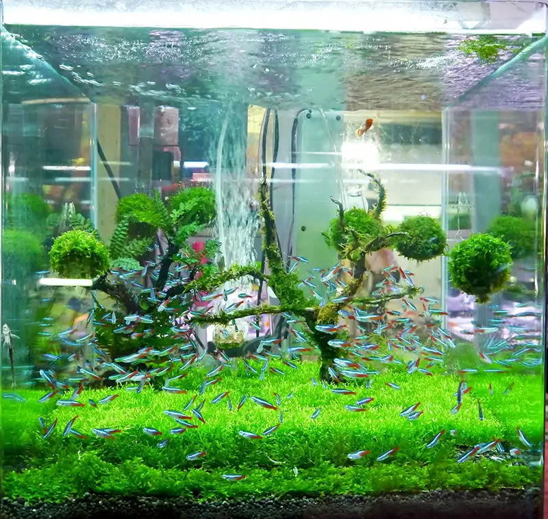 A green beautiful planted tropical fish tank.