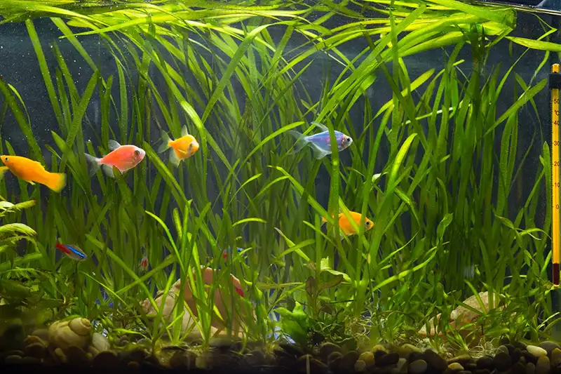 different colored aquarium fishes