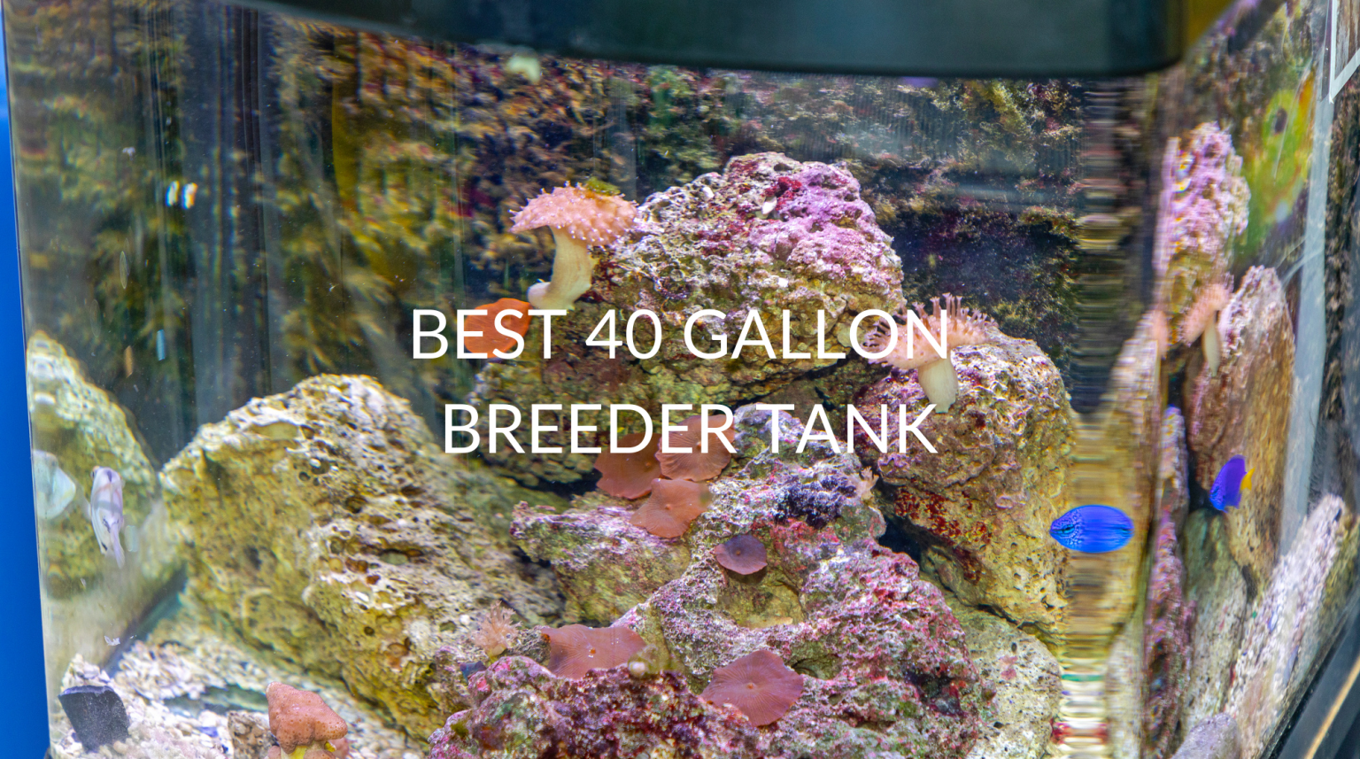 Picture of Best 40 Gallon Breeder Tank