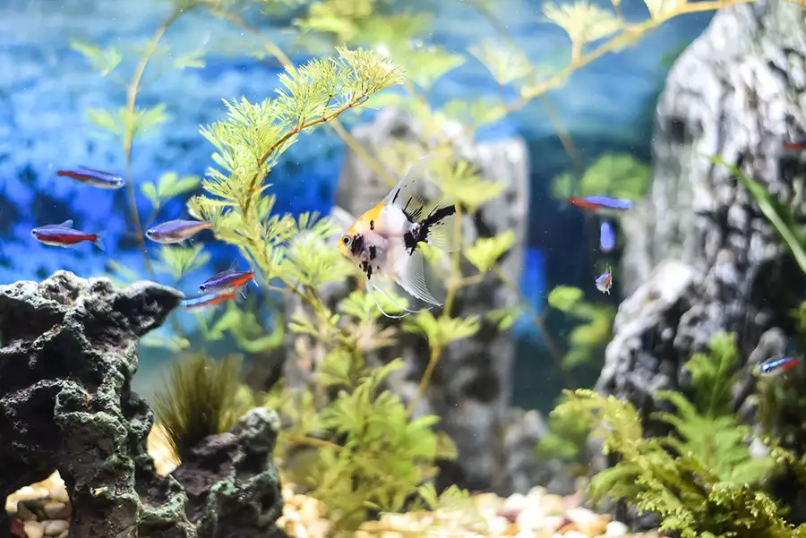 beautiful aquarium full of fish and plants