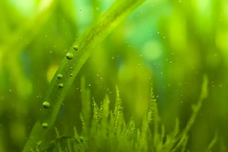 bubbles and algae