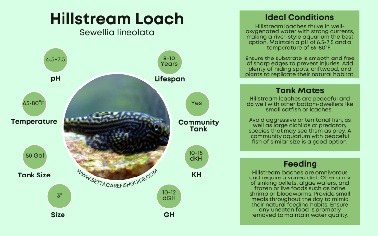 Curated visual reference: Small Tank Size For Guppies And Hillstream Loaches Reference: What Fish Can Live With Shrimp Discover The 14 Best