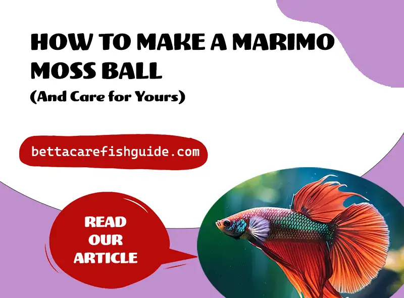 How To Make A Marimo Moss Ball (& Care For Yours)