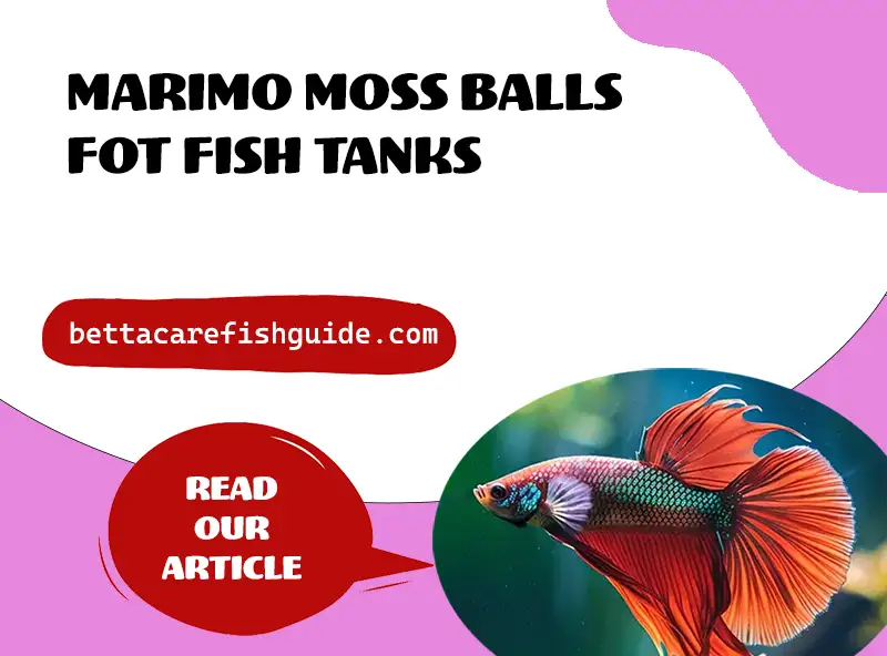 Marimo Moss Balls For Fish Tanks