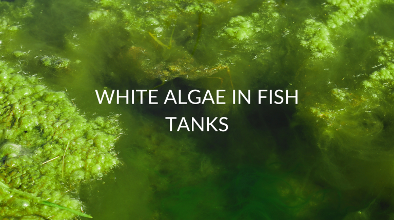 white algae