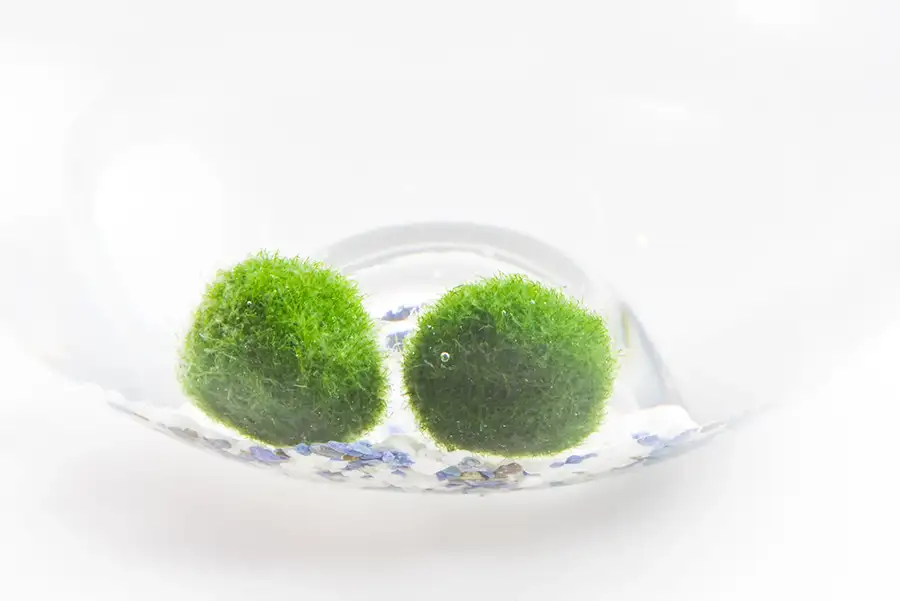 marimo mossball in glass of water