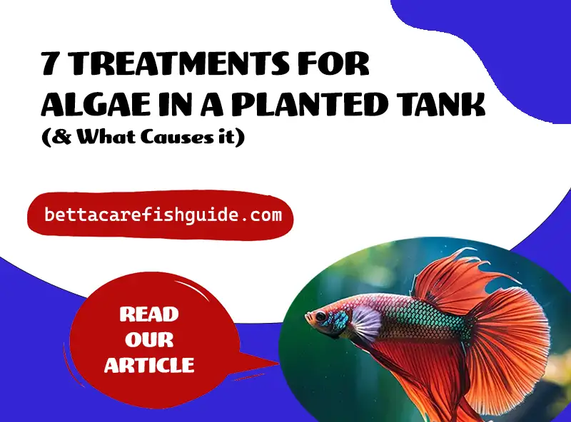 7 Treatments For Algae In A Planted Tank (And What Causes It)