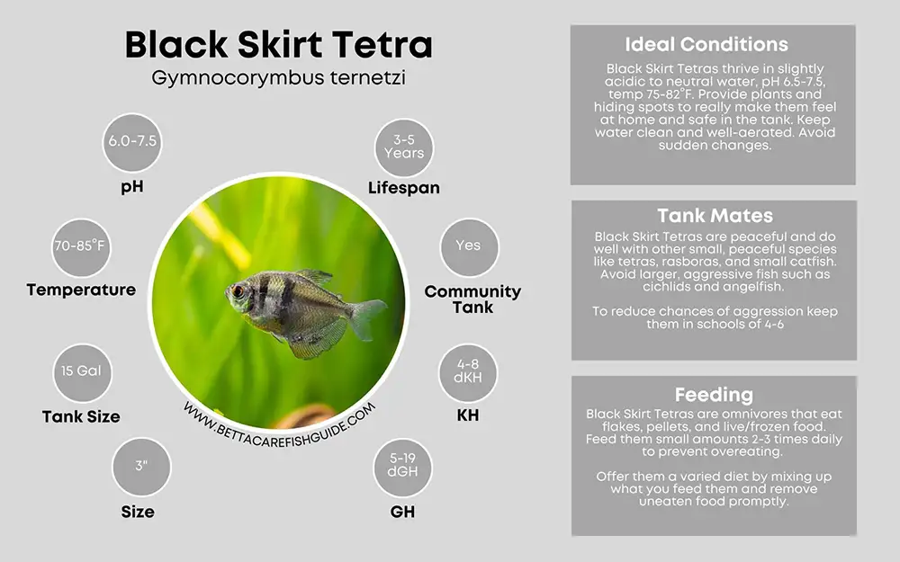 black skirt tetra care sheet