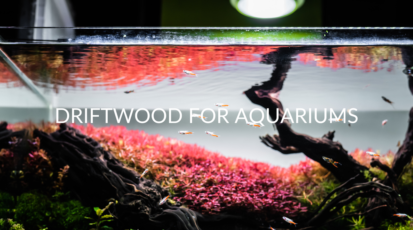 How To Prepare Driftwood For Aquariums (& 5 Reasons You Should)