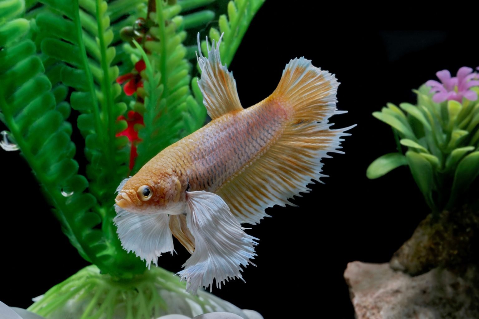 Neon Tetra Disease 6 Symptoms How To Treat It Photo Inspiration