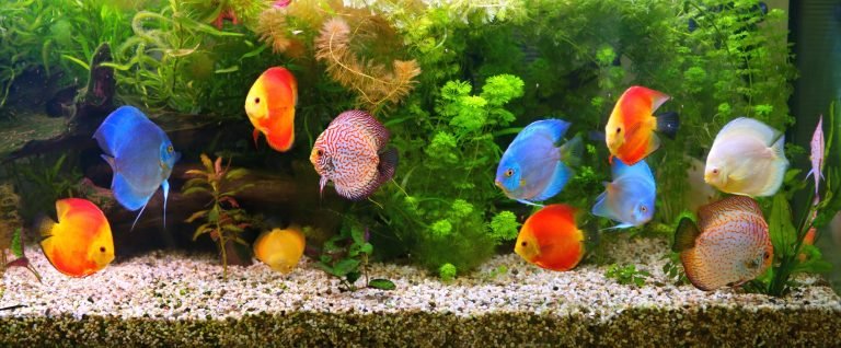 How to reduce aquarium nitrates