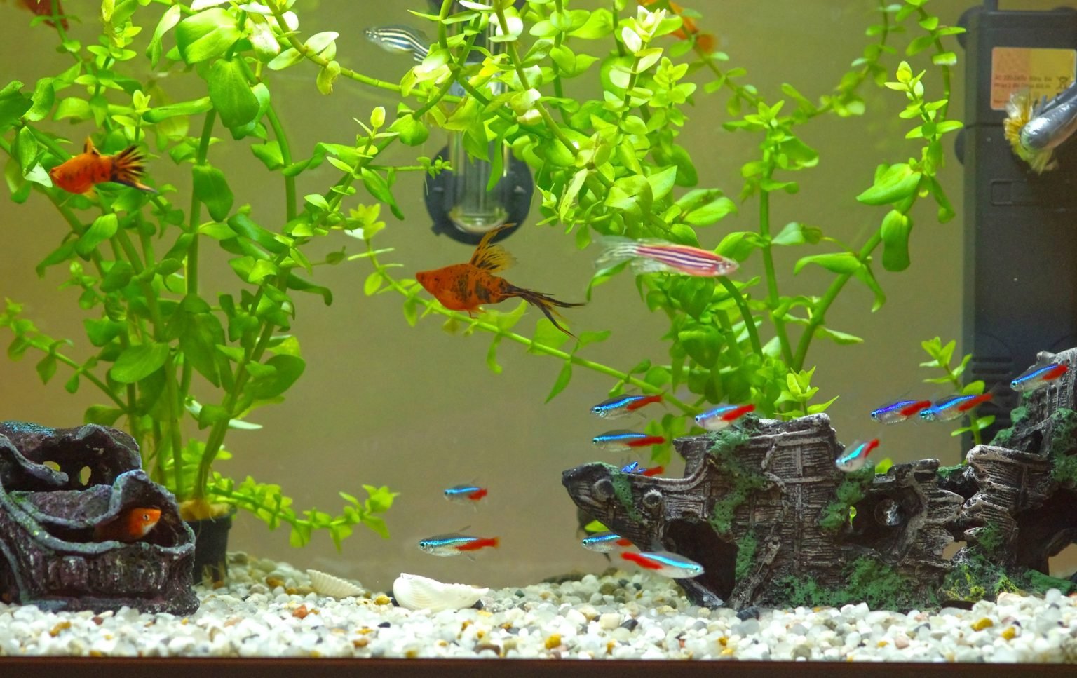 7 Ways To Get Rid Of Algae In Your Fish Tank Betta Care Fish Guide