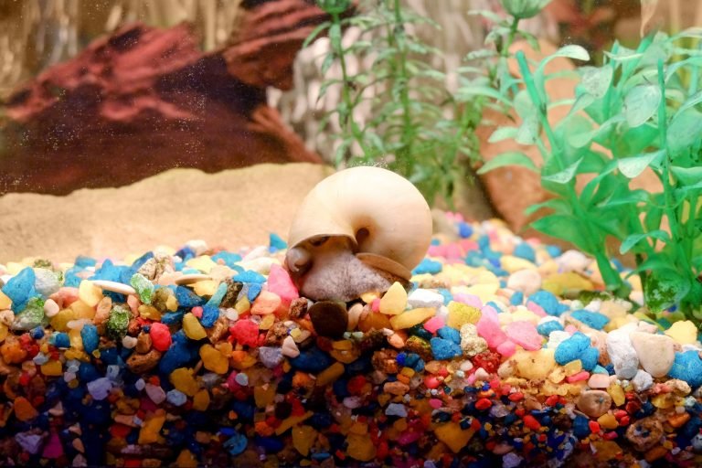 14 Foods Aquarium Snails Eat & How Often Do They Need To Eat