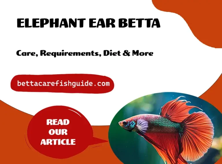 elephant ear betta
