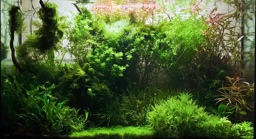 freshwater aquarium
