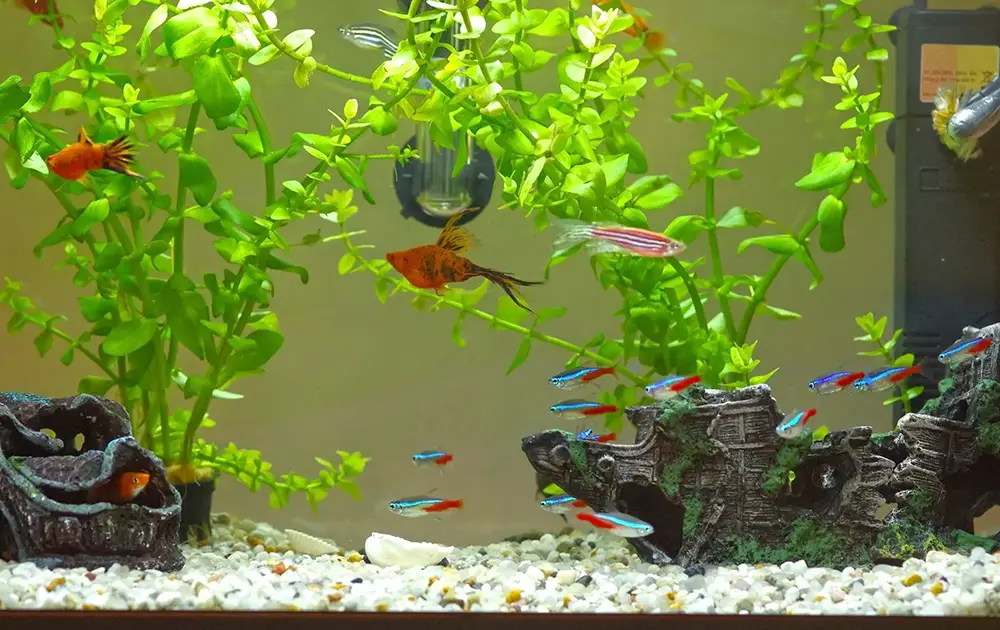 home aquarium with fishes and plants