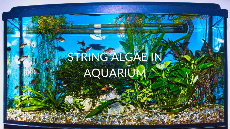 string algae,tank