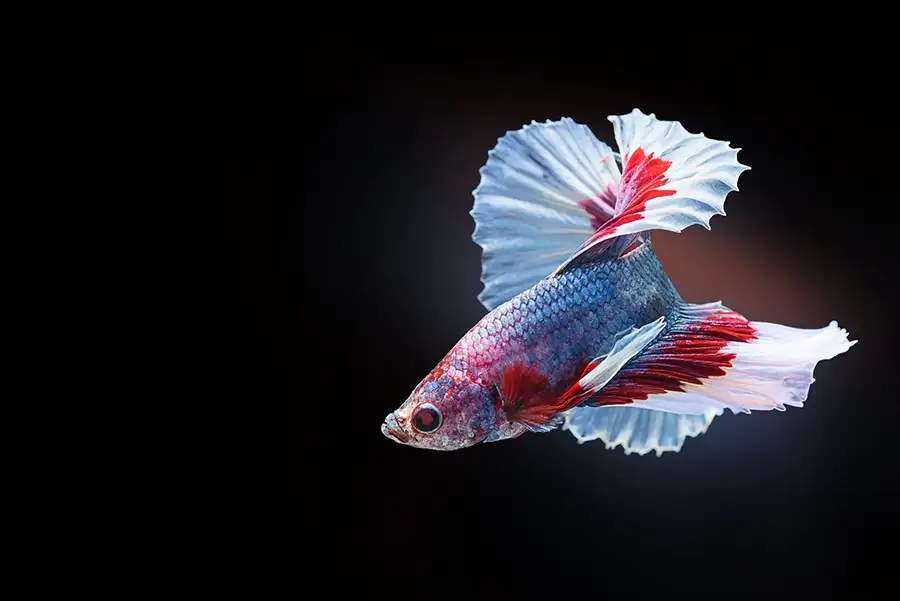 siamese fighting fish
